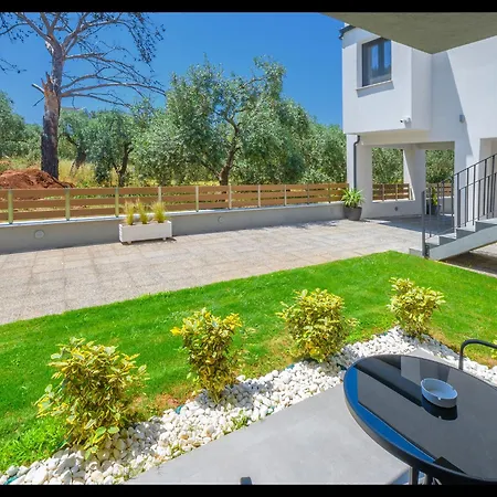 Olive Roots Skala Rachoni (Thasos)